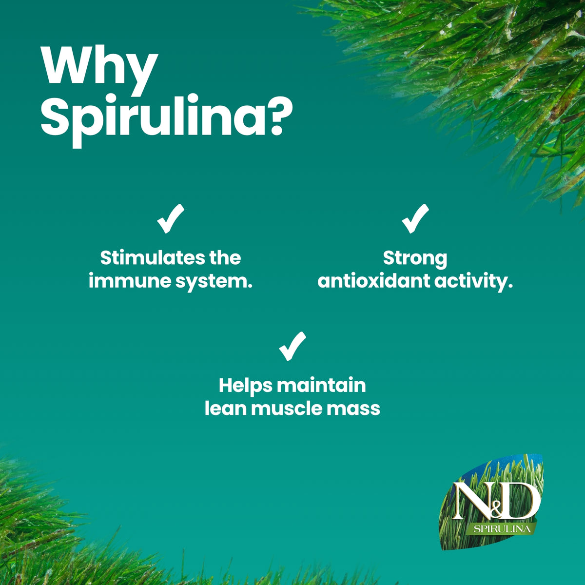 N&D Spirulina Herring & Wolfberry Adult Med/Maxi Dog 7kg