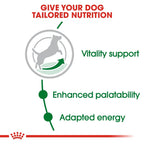 Royal Canin MINI ADULT 8+ 2kg