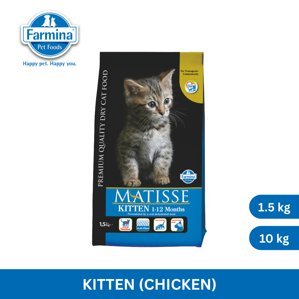 Matisse Kitten
