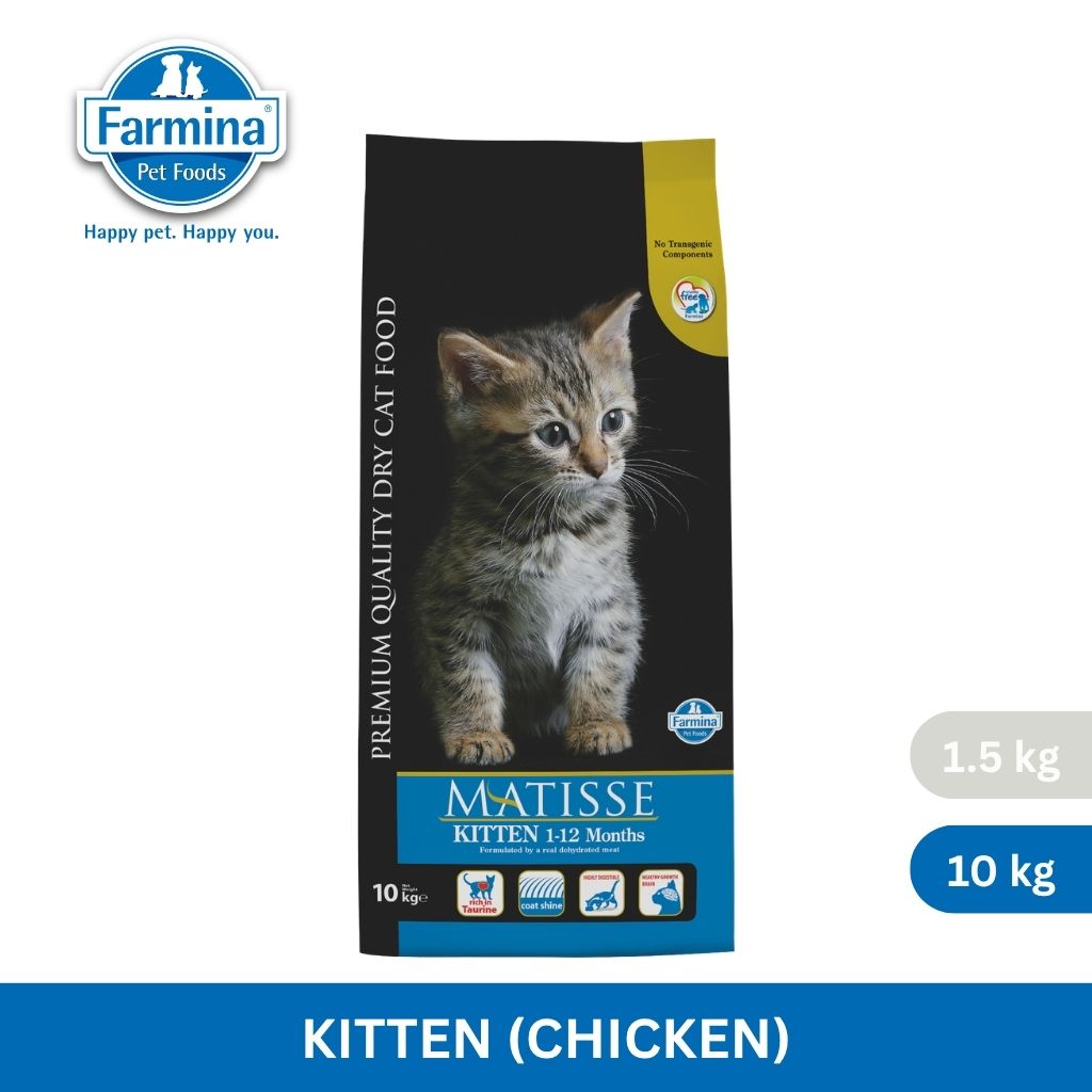Matisse Kitten