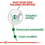 Royal Canin MINI ADULT