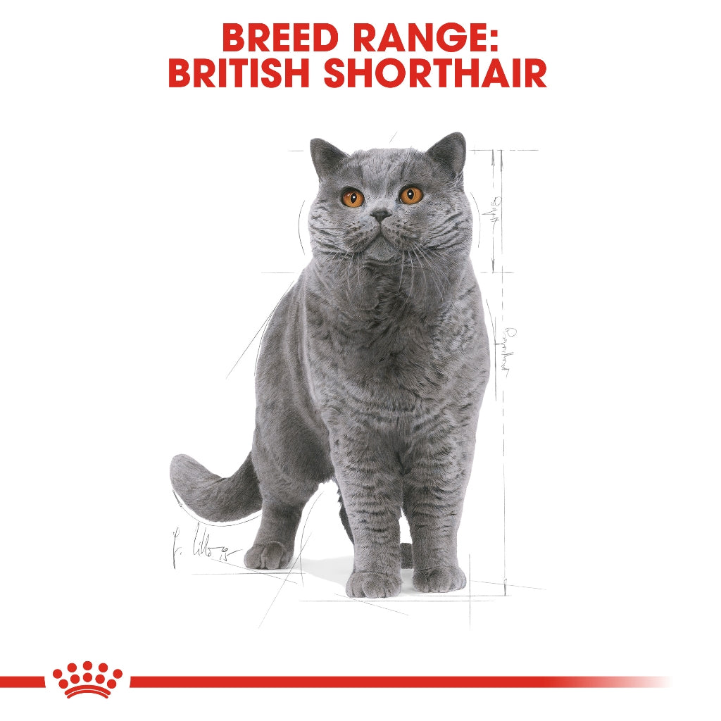 Royal Canin BRITISH SHORT HAIR ADULT