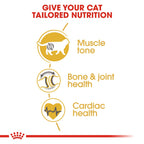 Royal Canin BRITISH SHORT HAIR ADULT