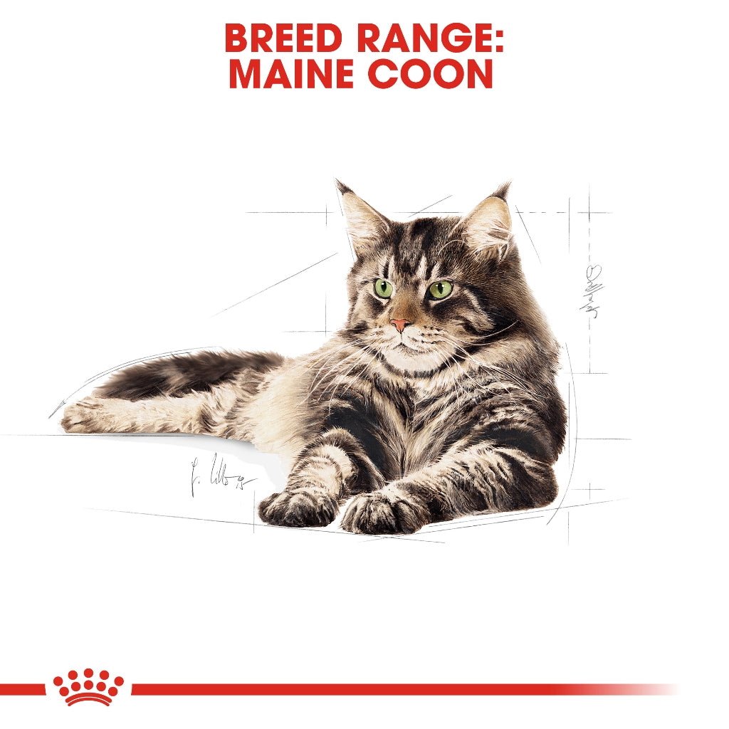 Royal Canin MAINECOON ADULT