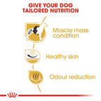 Royal Canin FRENCH BULLDOG 3KG