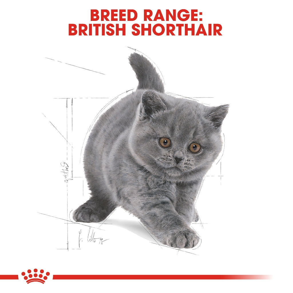 Royal Canin BRITISH SHORT HAIR KITTEN 2KG