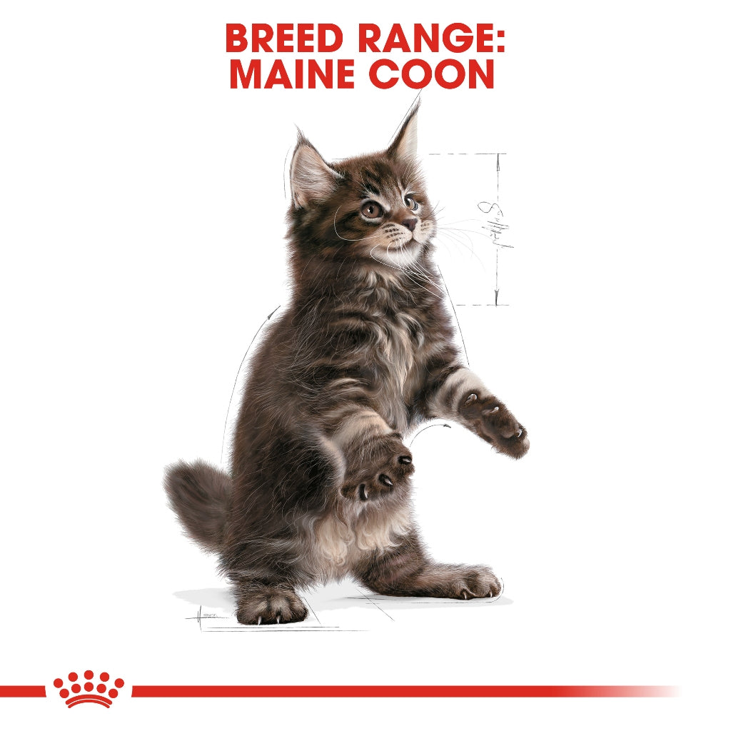 Royal Canin MAINECOON KITTEN