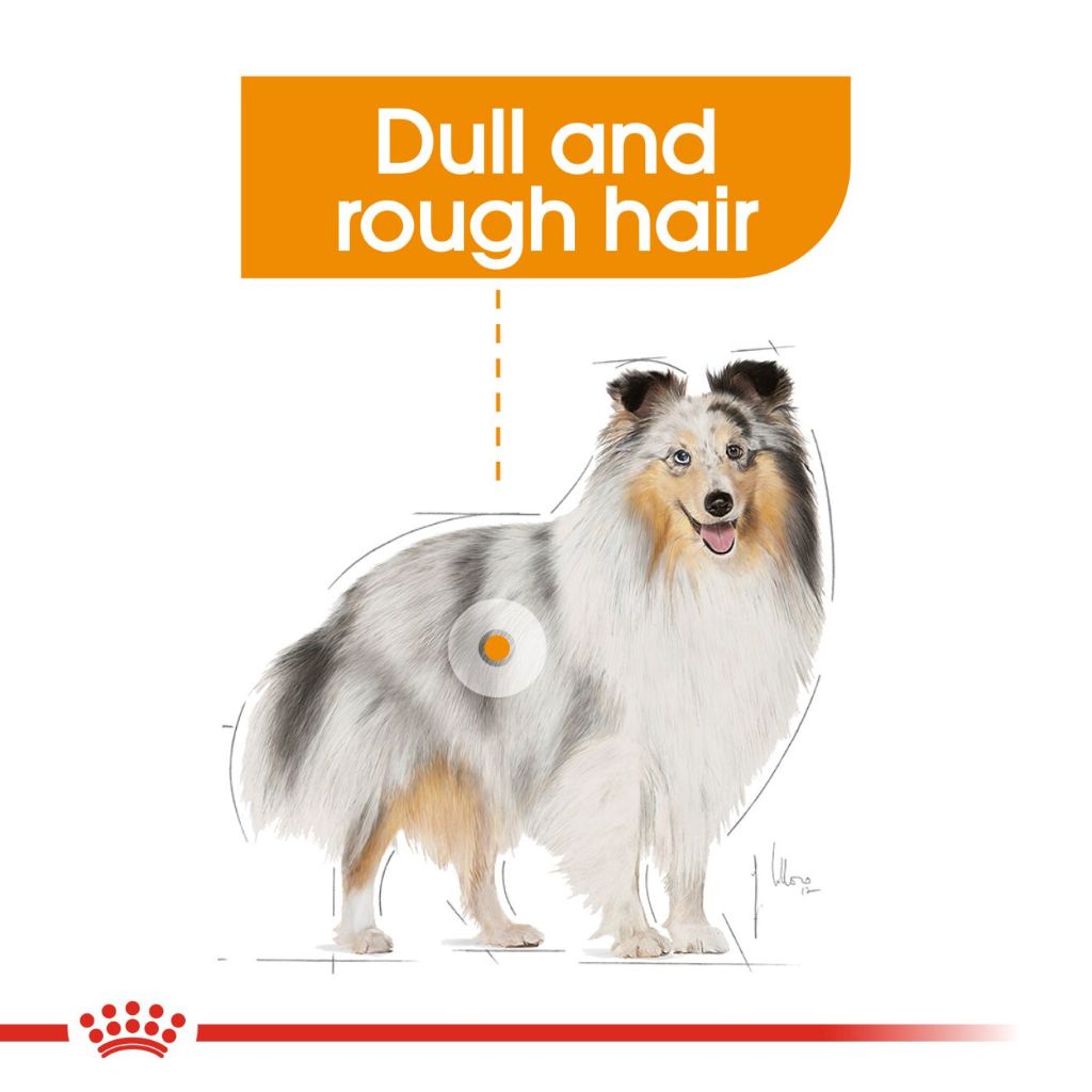 Royal Canin MINI COAT 3KG
