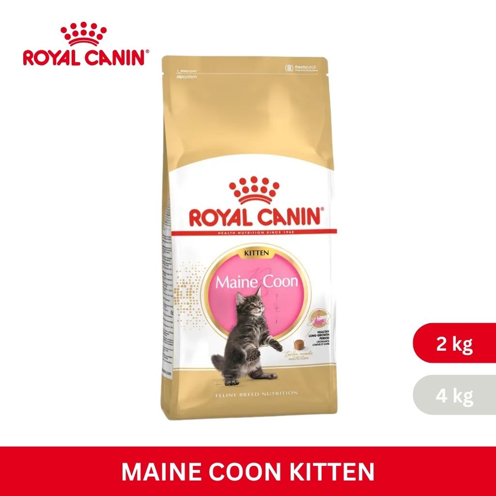 Royal Canin MAINECOON KITTEN