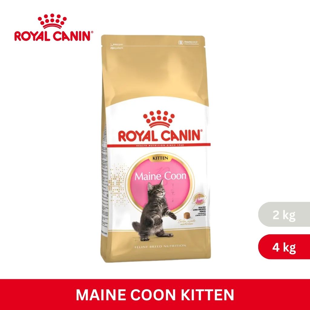 Royal Canin MAINECOON KITTEN